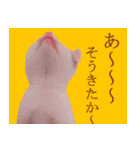 三毛猫のさくら（個別スタンプ：17）