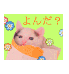三毛猫のさくら（個別スタンプ：18）