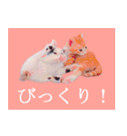 三毛猫のさくら（個別スタンプ：19）