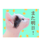 三毛猫のさくら（個別スタンプ：20）