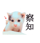 三毛猫のさくら（個別スタンプ：22）