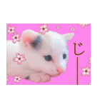 三毛猫のさくら（個別スタンプ：23）