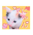 三毛猫のさくら（個別スタンプ：24）