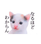 三毛猫のさくら（個別スタンプ：26）