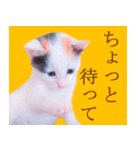 三毛猫のさくら（個別スタンプ：27）