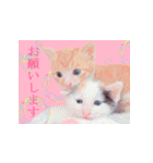 三毛猫のさくら（個別スタンプ：29）