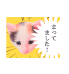 三毛猫のさくら（個別スタンプ：30）