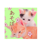 三毛猫のさくら（個別スタンプ：31）