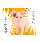 三毛猫のさくら（個別スタンプ：33）
