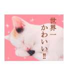 三毛猫のさくら（個別スタンプ：34）