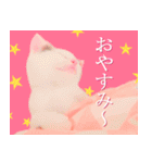 三毛猫のさくら（個別スタンプ：36）