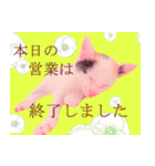 三毛猫のさくら（個別スタンプ：37）