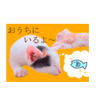 三毛猫のさくら（個別スタンプ：38）
