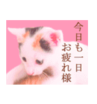 三毛猫のさくら（個別スタンプ：40）