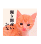 茶トラ猫のトラ（個別スタンプ：2）