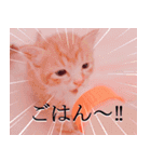 茶トラ猫のトラ（個別スタンプ：4）
