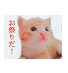 茶トラ猫のトラ（個別スタンプ：5）