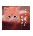 茶トラ猫のトラ（個別スタンプ：6）