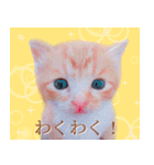 茶トラ猫のトラ（個別スタンプ：8）