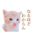 茶トラ猫のトラ（個別スタンプ：9）