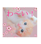 茶トラ猫のトラ（個別スタンプ：10）