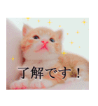 茶トラ猫のトラ（個別スタンプ：11）