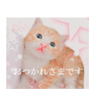 茶トラ猫のトラ（個別スタンプ：12）