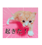 茶トラ猫のトラ（個別スタンプ：13）