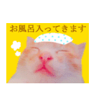 茶トラ猫のトラ（個別スタンプ：14）