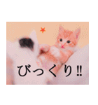 茶トラ猫のトラ（個別スタンプ：15）
