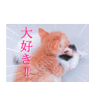 茶トラ猫のトラ（個別スタンプ：16）