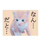 茶トラ猫のトラ（個別スタンプ：18）