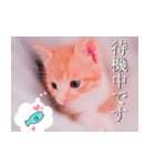 茶トラ猫のトラ（個別スタンプ：19）