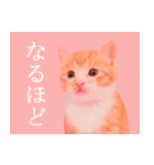茶トラ猫のトラ（個別スタンプ：20）