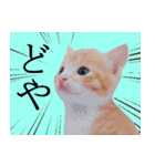 茶トラ猫のトラ（個別スタンプ：21）