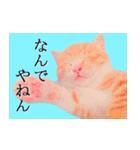 茶トラ猫のトラ（個別スタンプ：23）