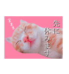 茶トラ猫のトラ（個別スタンプ：24）