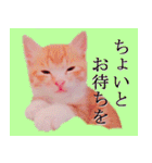 茶トラ猫のトラ（個別スタンプ：25）