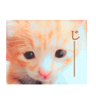 茶トラ猫のトラ（個別スタンプ：27）