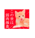 茶トラ猫のトラ（個別スタンプ：28）