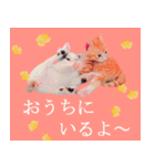 茶トラ猫のトラ（個別スタンプ：29）