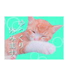 茶トラ猫のトラ（個別スタンプ：30）