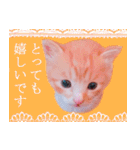 茶トラ猫のトラ（個別スタンプ：31）