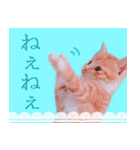 茶トラ猫のトラ（個別スタンプ：33）