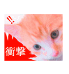 茶トラ猫のトラ（個別スタンプ：35）