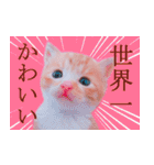 茶トラ猫のトラ（個別スタンプ：37）