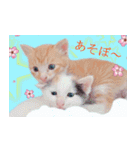 茶トラ猫のトラ（個別スタンプ：38）