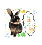 うさぎのりんちゃん（個別スタンプ：1）