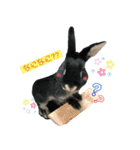 うさぎのりんちゃん（個別スタンプ：2）