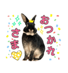 うさぎのりんちゃん（個別スタンプ：6）